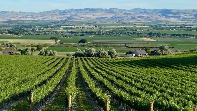 Vineyard rows in the Sunnyslope Wine District with the Owyhee Mountains beyond