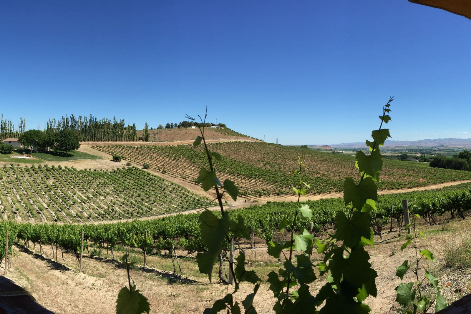 Hillside vineyard rows in the Sunnyslope wine district