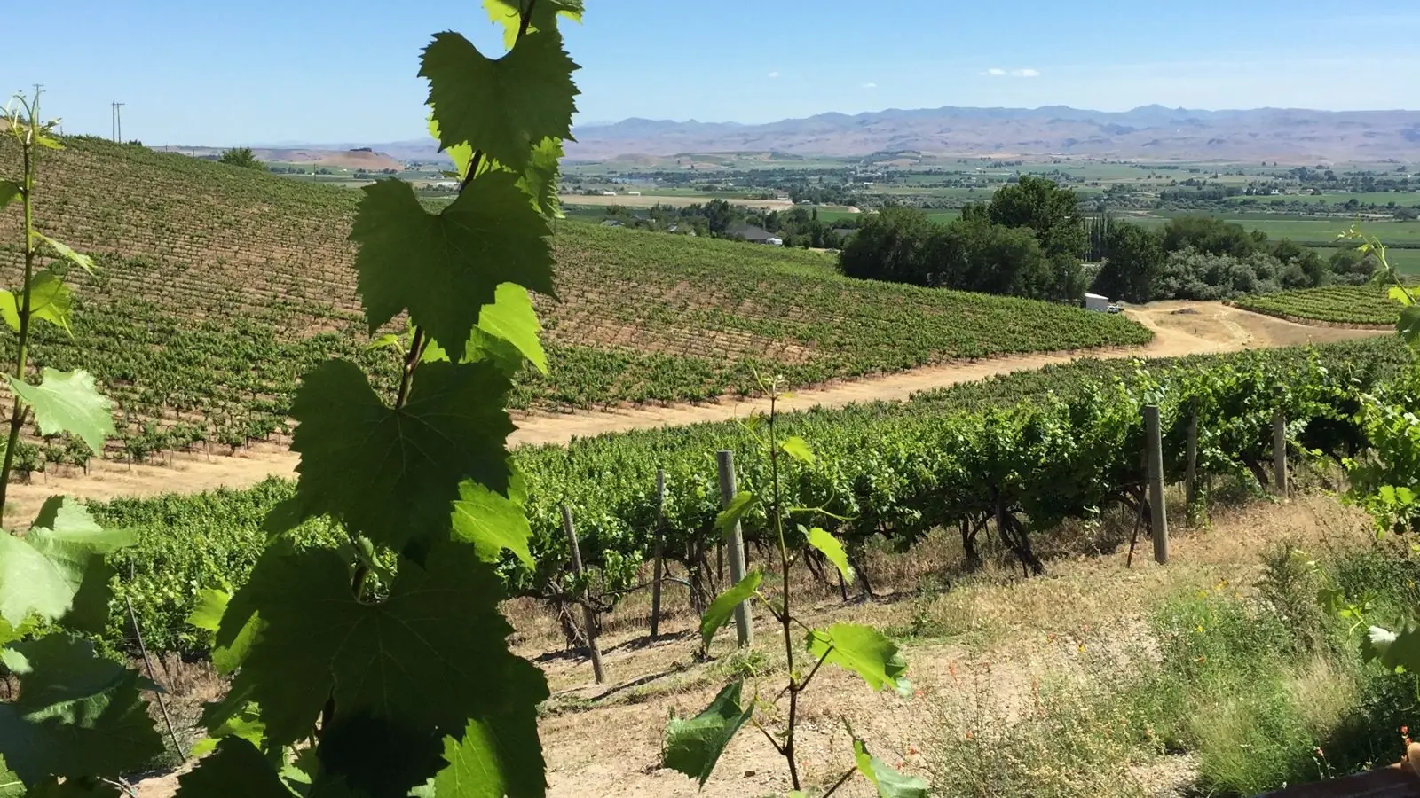 Vineyards overlooking the Snake River valley and the Owyhee Mountains